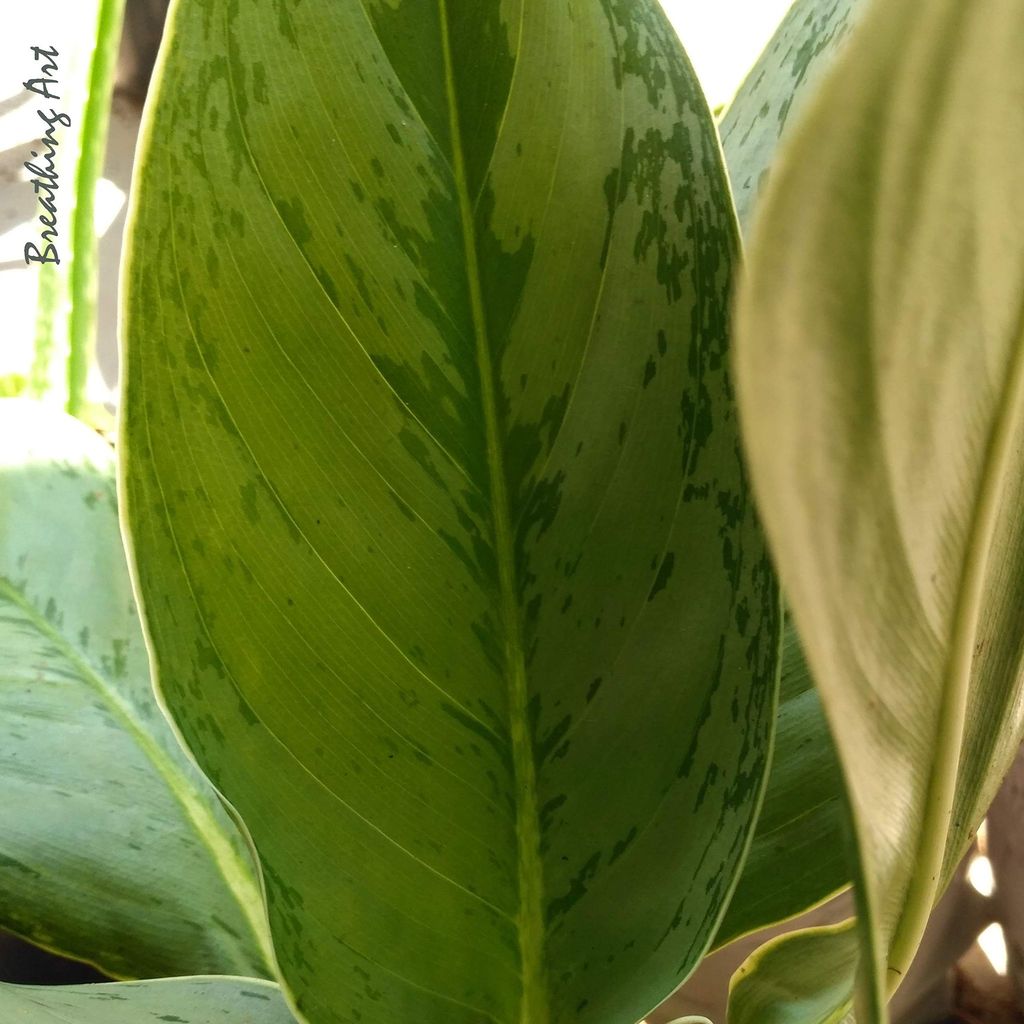 Breathing Art - Aglaonema 'Silver Frost ' Indoor/Detoxifying air/Floor decor/Balcony/ - (Planter Included) view 2