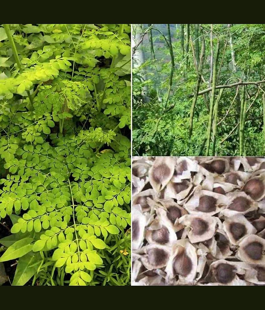 homeagro - Organic Moringa Vegetable ( 15 Seeds )