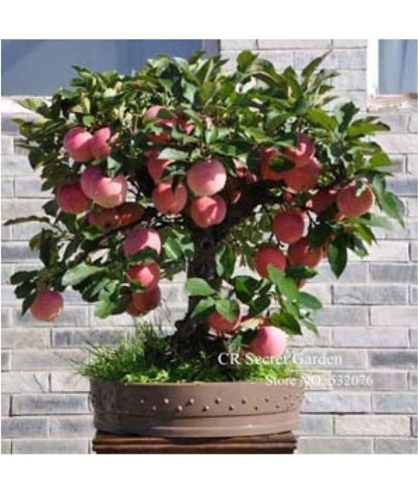 Apple Hazaratbali Variety Fruit Seed Plant For Indoor view 2