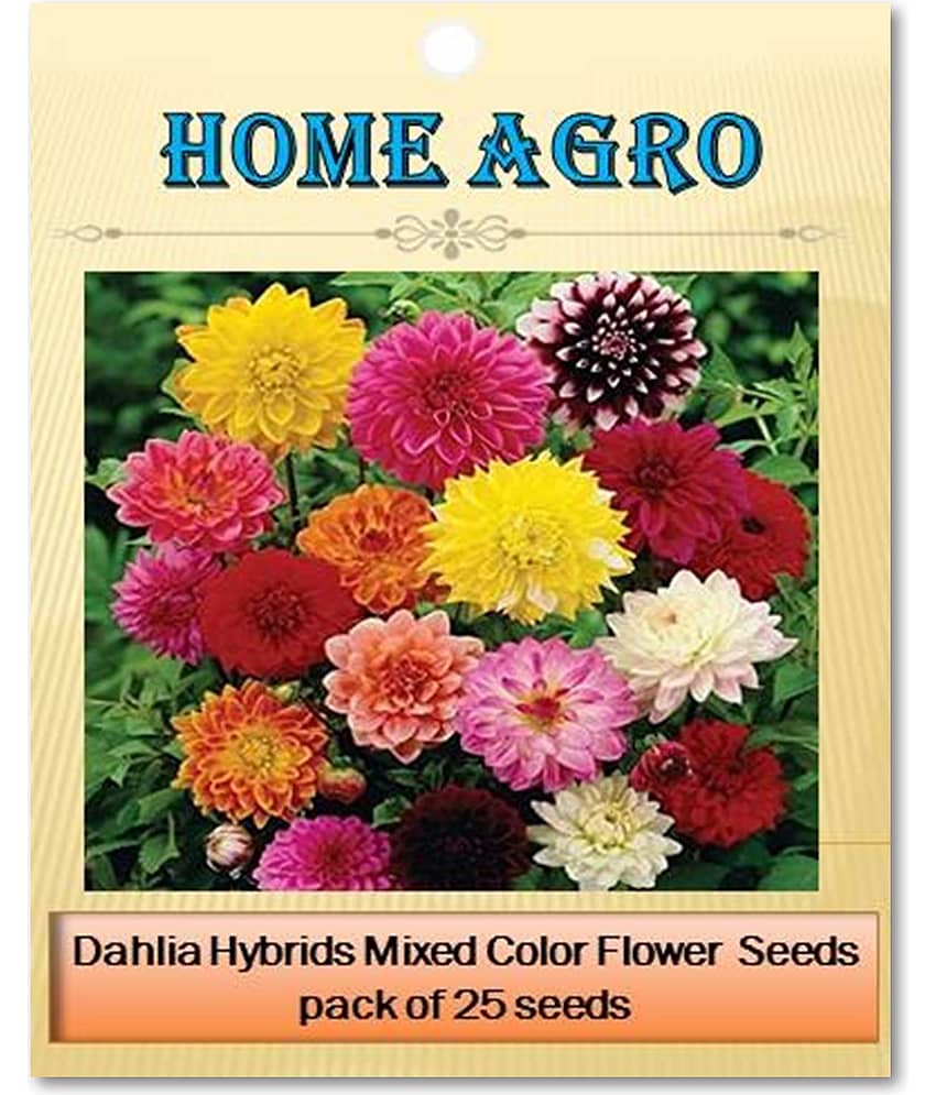 homeagro - Dahlia Mixed Flower ( 25 Seeds ) view 2