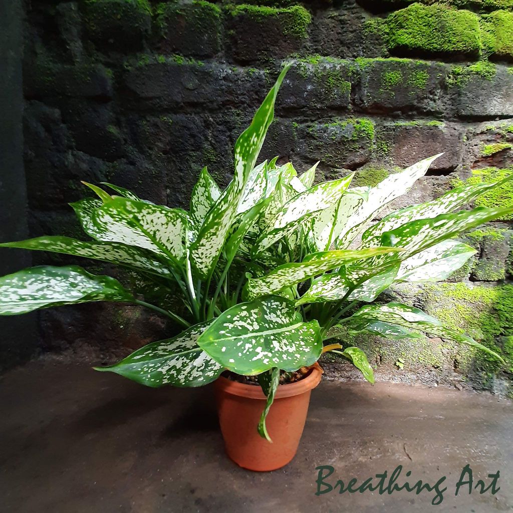 Breathing Art - Aglaonema 'Snow White' - Indoor -Table top/Balcony/Shelf (Planter Included) view 2