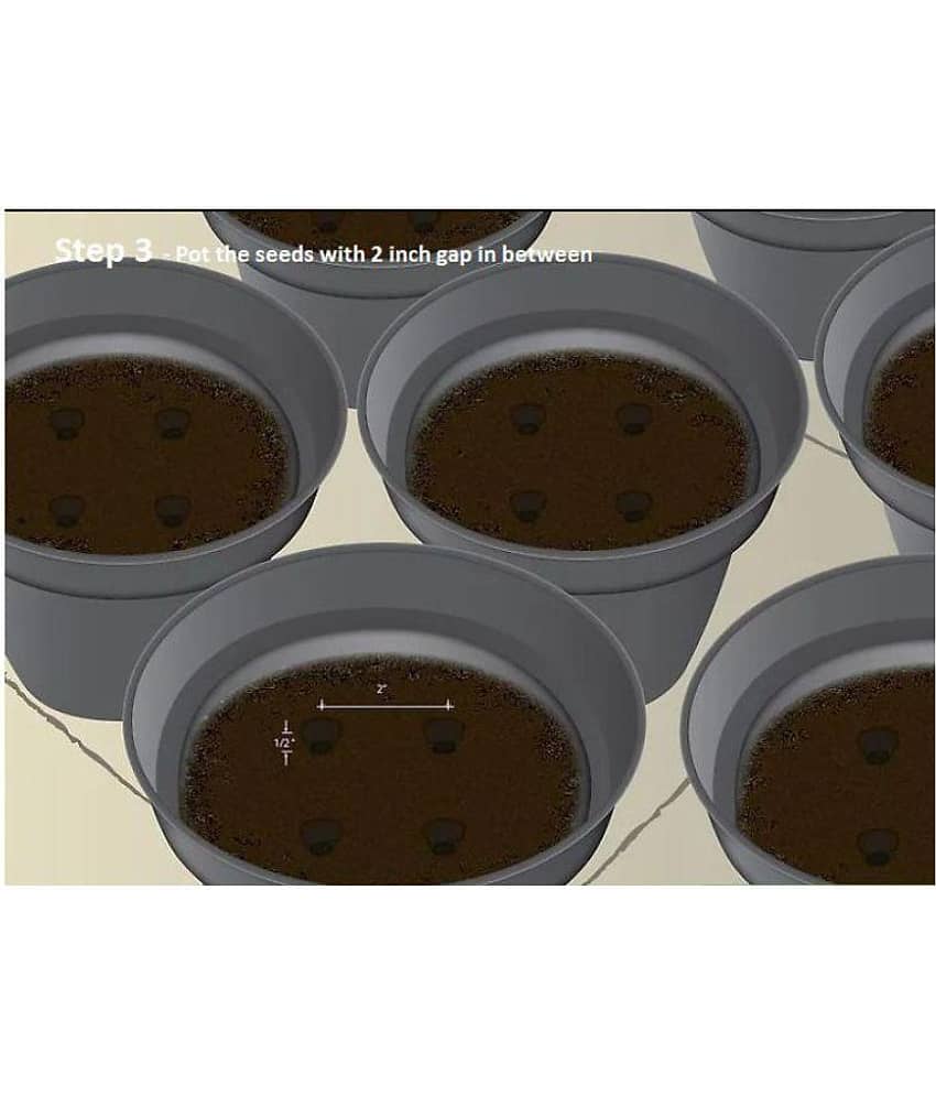 Fruit Seeds Mega Combo (Apple, Orange, Lemon, Guava, Cherry, Grapes, Papaya, Pomegranate)-45 Different Seeds/Packet view 2