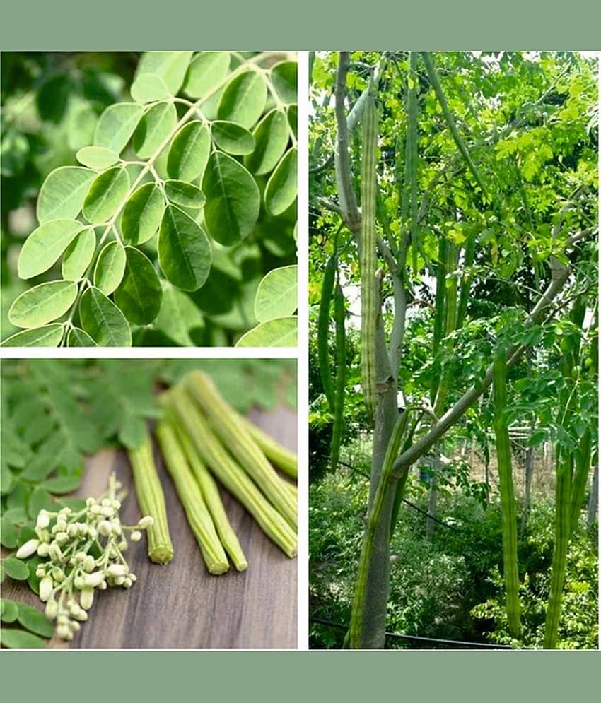 Hybrid PKM 1 Drumstick/Sajna - Moringa Oleifera Pack of 15 Seeds view 2