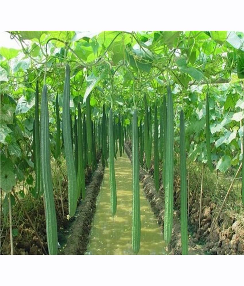 Ridge Gourd torai dhardar 20 seeds high germination seeds with instruction manual view 2