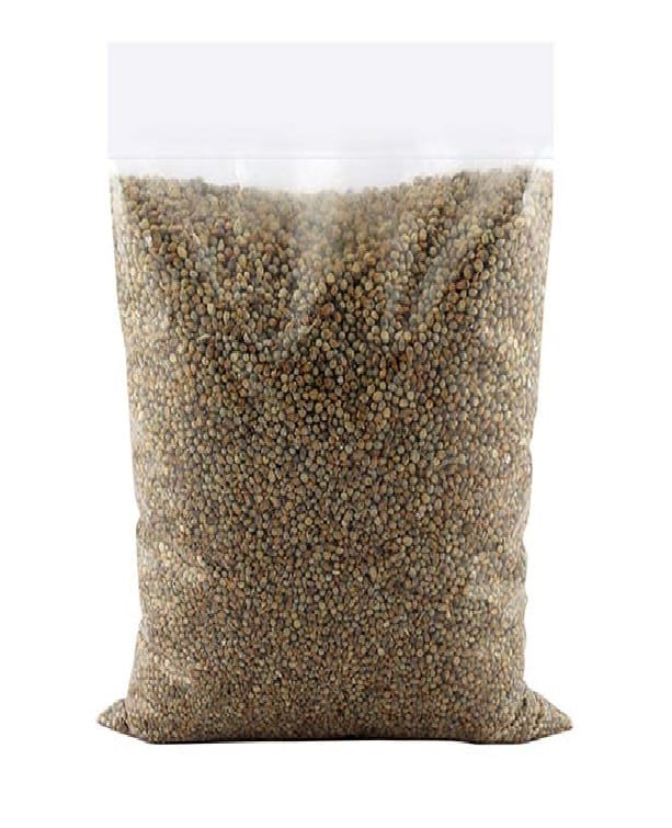 Bajra (Pearl Millet) view 2