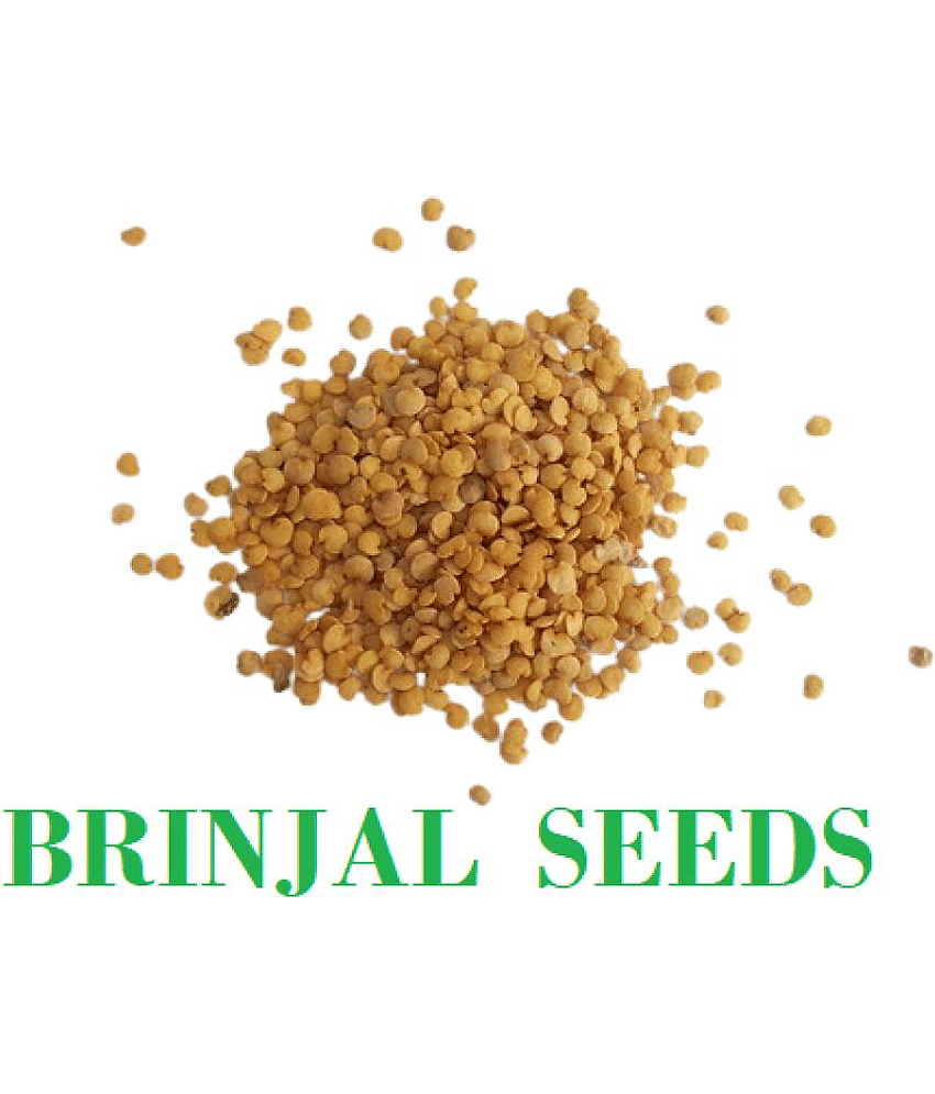 BRINJAL Seeds, F1 Hybride ( 50 seeds) view 2