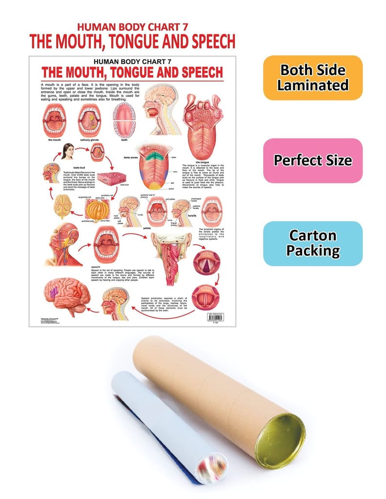 The Mouth, Tongue & Speech Wall Chart (Human Body Chart) - Both Side Hard Laminated (Size 48 x 73 cm) [Poster] Dreamland Publications view 2