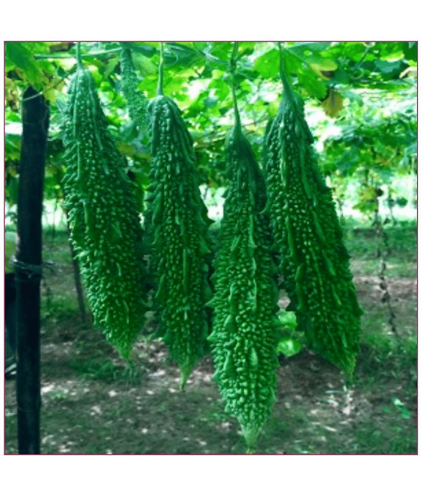 Recron Seeds Bitter Gourd Vegetable ( 15 Seeds ) view 2