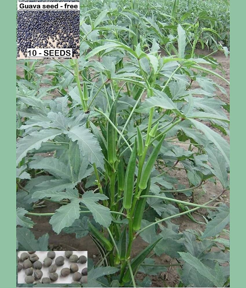 homeagro - Bhindi Vegetable ( 50 Seeds )
