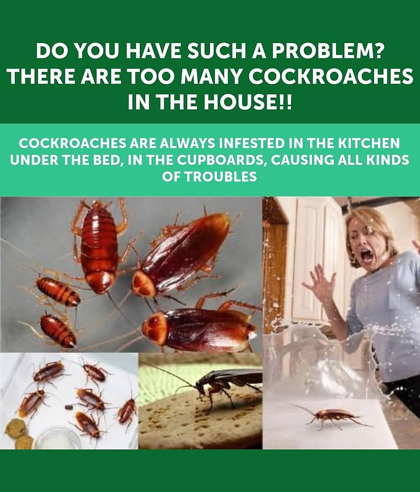 Whimsy Natural 6 Pc Cockroach Repellent Device Killer Capsule for Kitchens, Bathrooms, Hotel, Restaurants and Cabinets, Eco-Friendly Home Remedy for Indoor Cockroach Control view 2