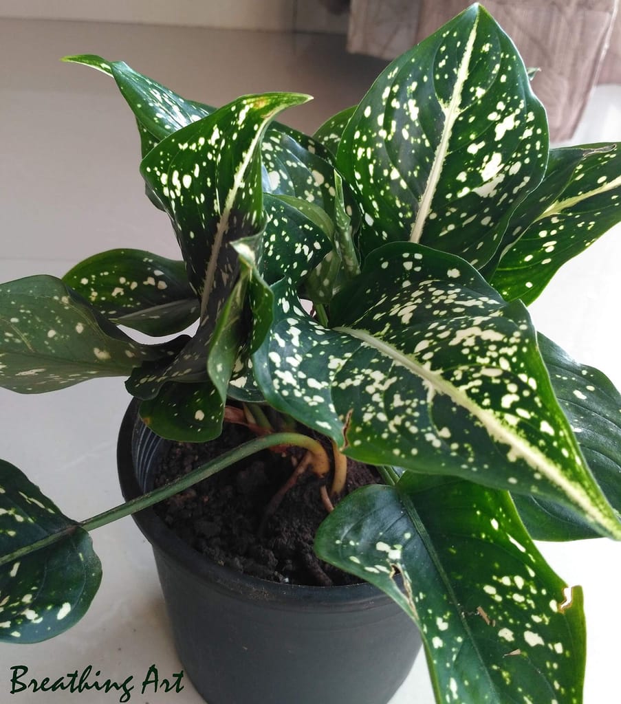 Breathing Art - Aglaonema 'Costatum Foxii' Indoor -Shade Table top/Balcony/ (Planter Included) view 2