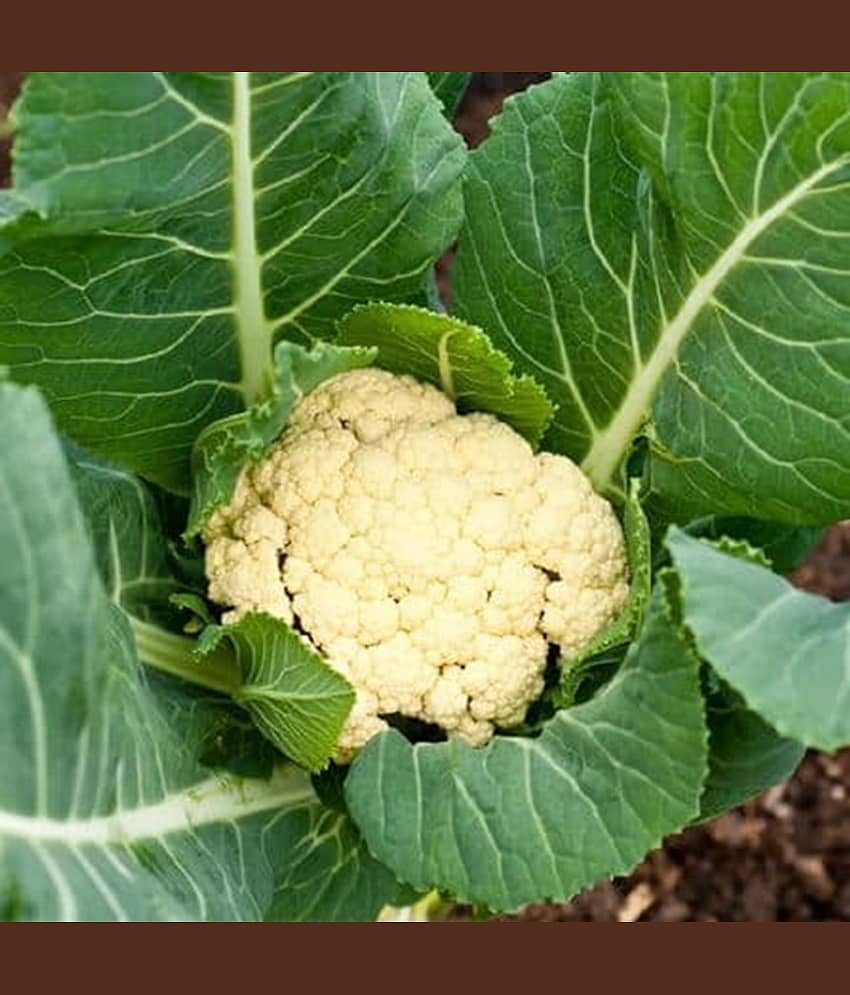 PARTHVA SEEDS Organic Cauliflower Vegetable ( 800 Seeds ) view 2