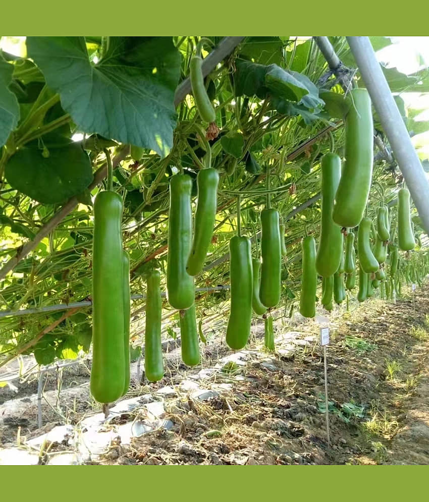 Jignisha Seeds Bottle Gourd Vegetable ( 20 Seeds ) view 2