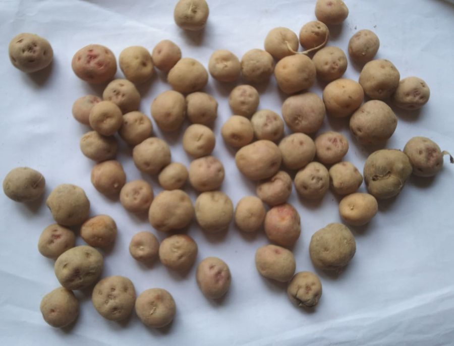 Potato - 1 kg - 1 Pack view 2