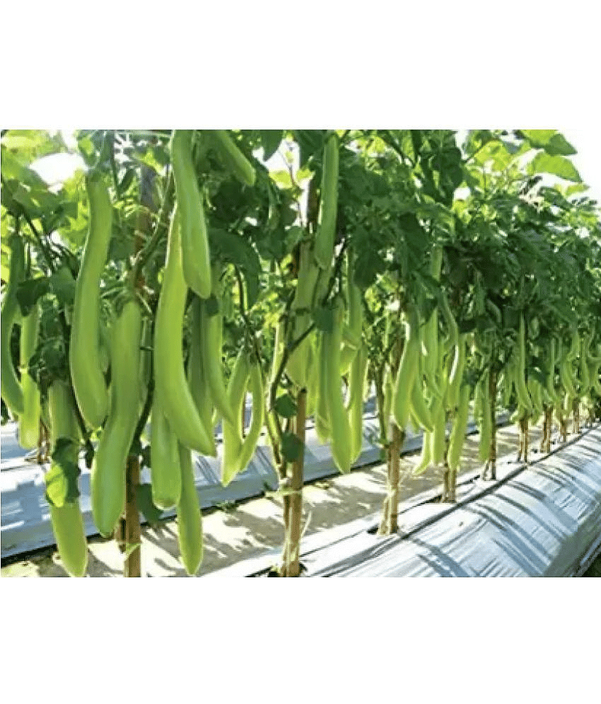 Recron Seeds - Brinjal Vegetable ( 50 Seeds ) view 2