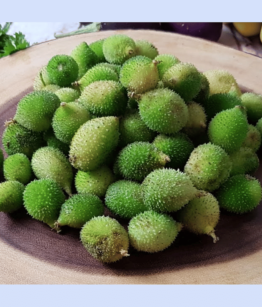Jignisha Seeds Momordica Dioica (Spiny Gourd) Vegetable ( 20 Seeds ) view 2
