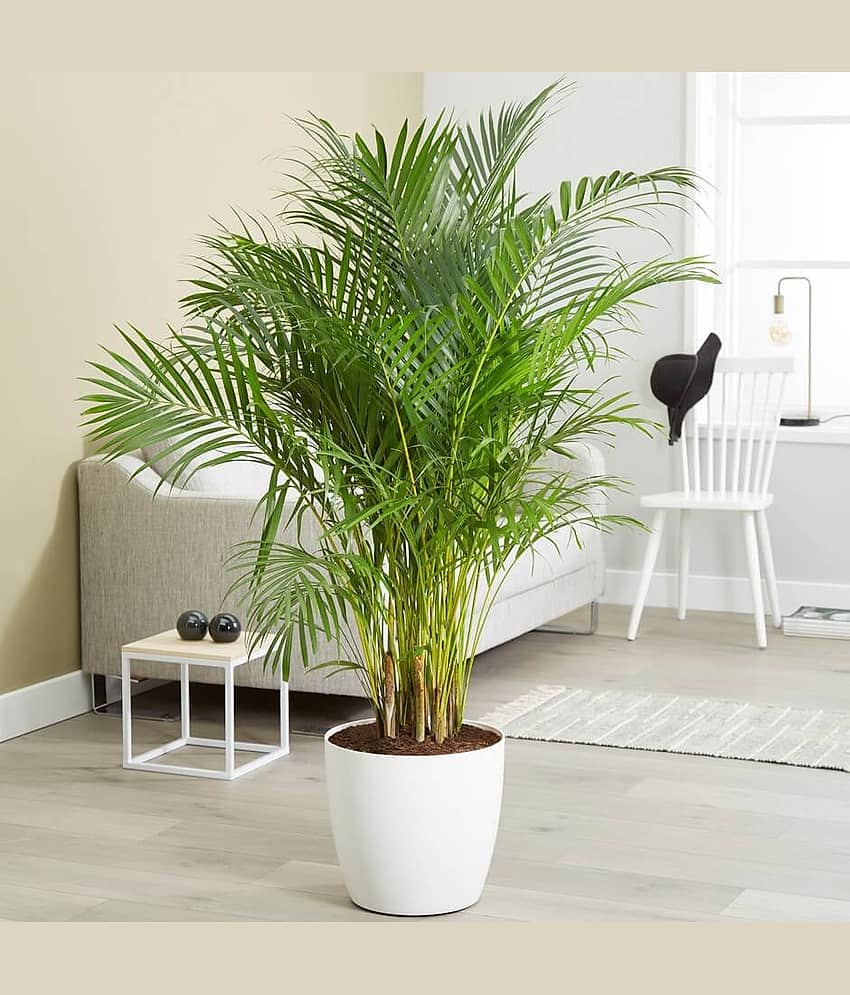 homeagro - Areca palm Plant ( 5 Seeds ) view 2