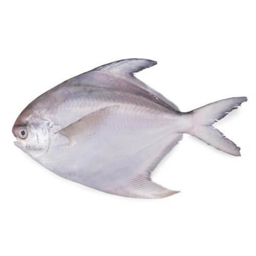 White Pomfret Avoli Big 1 Kg