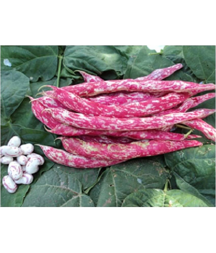 Red Beans (Sutra, Hybrid) Beans Vegetable 15 Seeds view 2