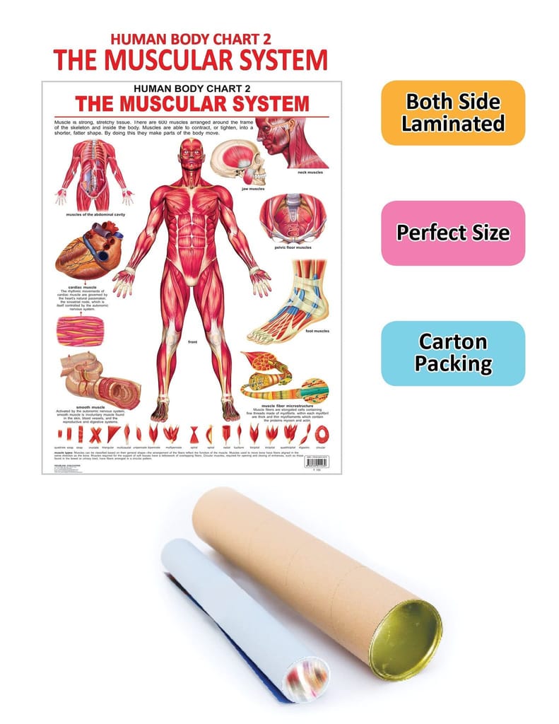 The Muscular System Wall Chart (Human Body Chart) - Both Side Hard Laminated (Size 48 x 73 cm) [Poster] Dreamland Publications view 2