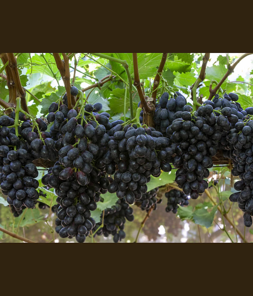 homeagro - Black Grape Fruit ( 20 Seeds ) view 2