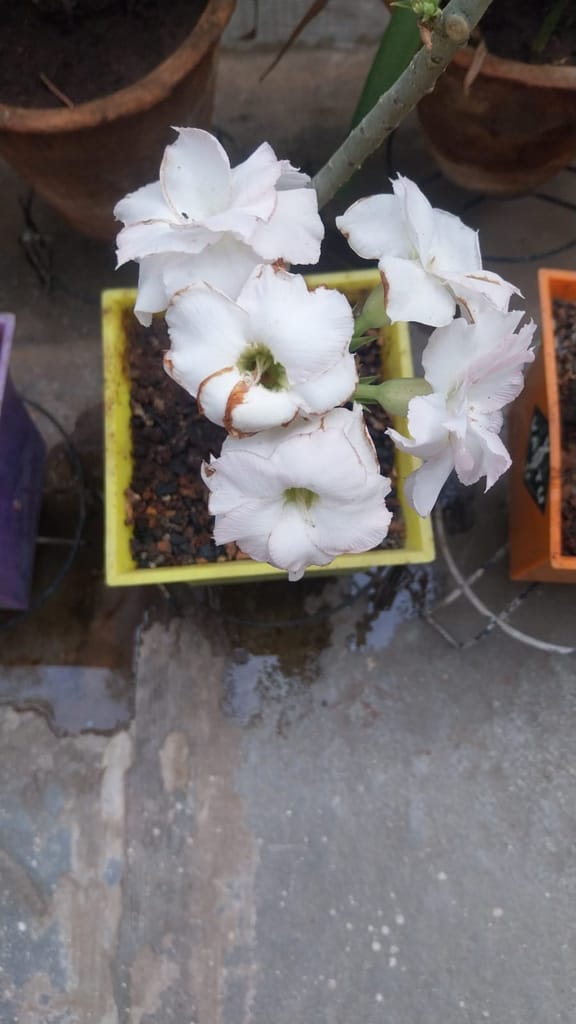 Fertilizer for Adenium | Organic fertilizer for Adenium | Helps to boost flowering and growth | PCS 5 view 2