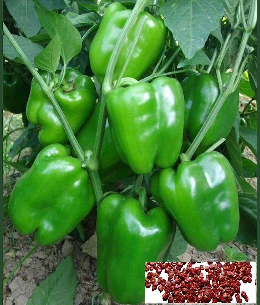 homeagro- Capsicum Vegetable Seeds (Pack of 30) view 2