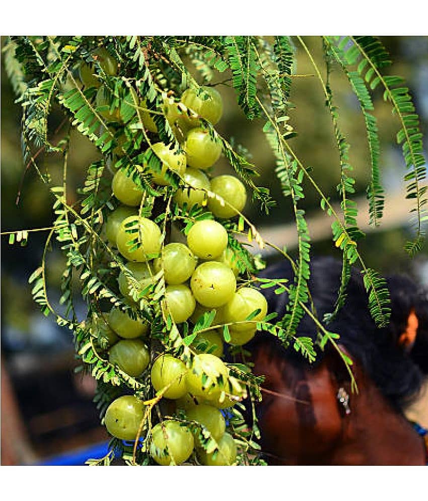 Jignisha Seeds Amla Fruit ( 30 Seeds ) view 2