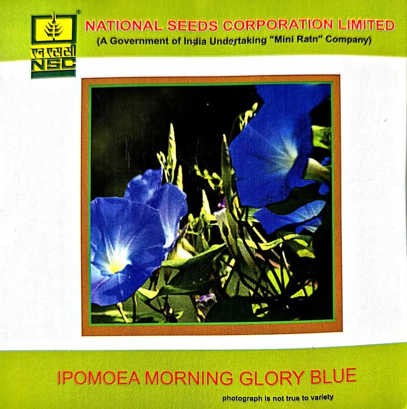 NSC Ipomoea morning glory blue-3gms