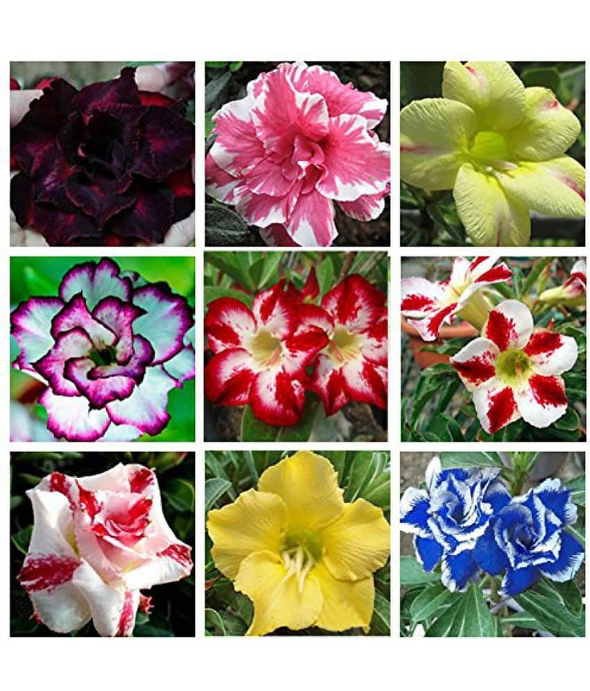 10 Seeds Hot Selling Adenium Obesum Desert Rose Mixed Varieties Genuine Seeds [M-Tech Gardens] view 2
