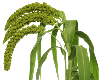 Foxtail Millet Grain view 2