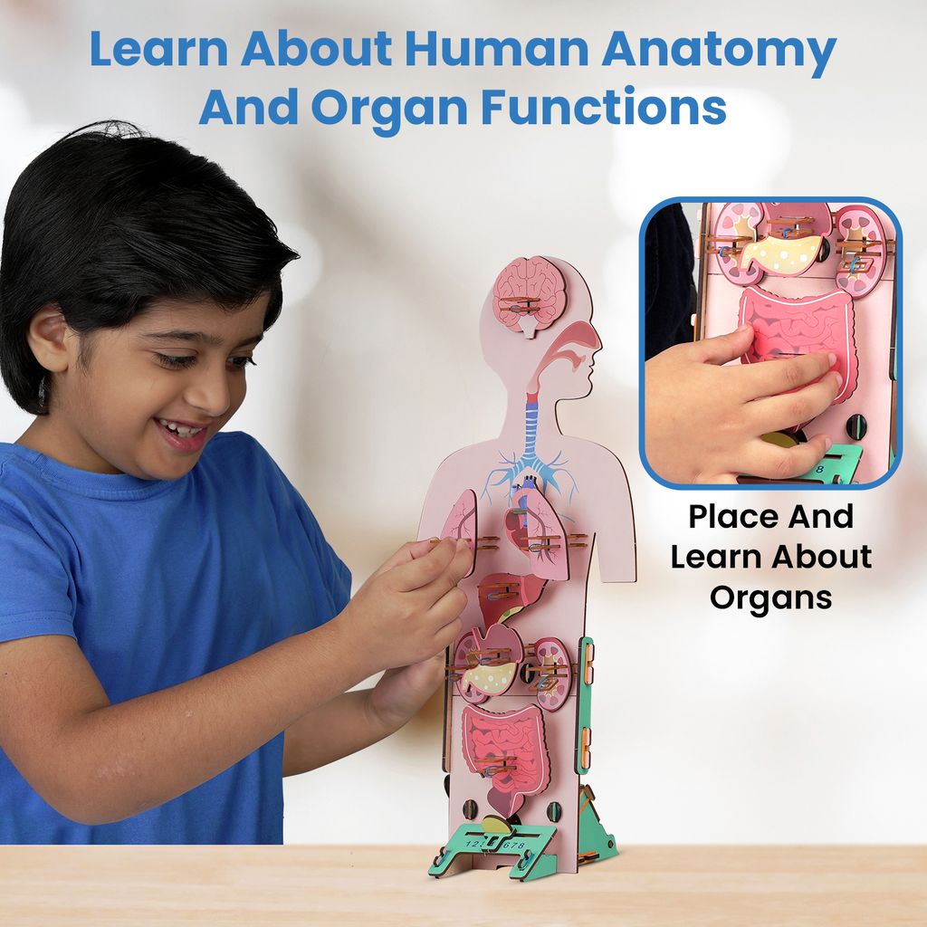Smartivity Human Body Stem Diy Fun Toys For Kids 6 To 12|20 Cards Learn About Organs|Functions|Health & Diet|Best Gift Toy For Boys & Girls Age 6-8-10-12|Science Toy|Educational Based Activity Game view 2