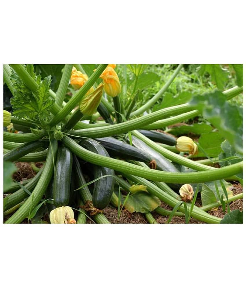 High Yielding F1 Hybrid Green Long Squash ( Zucchini ) Seeds 10 view 2