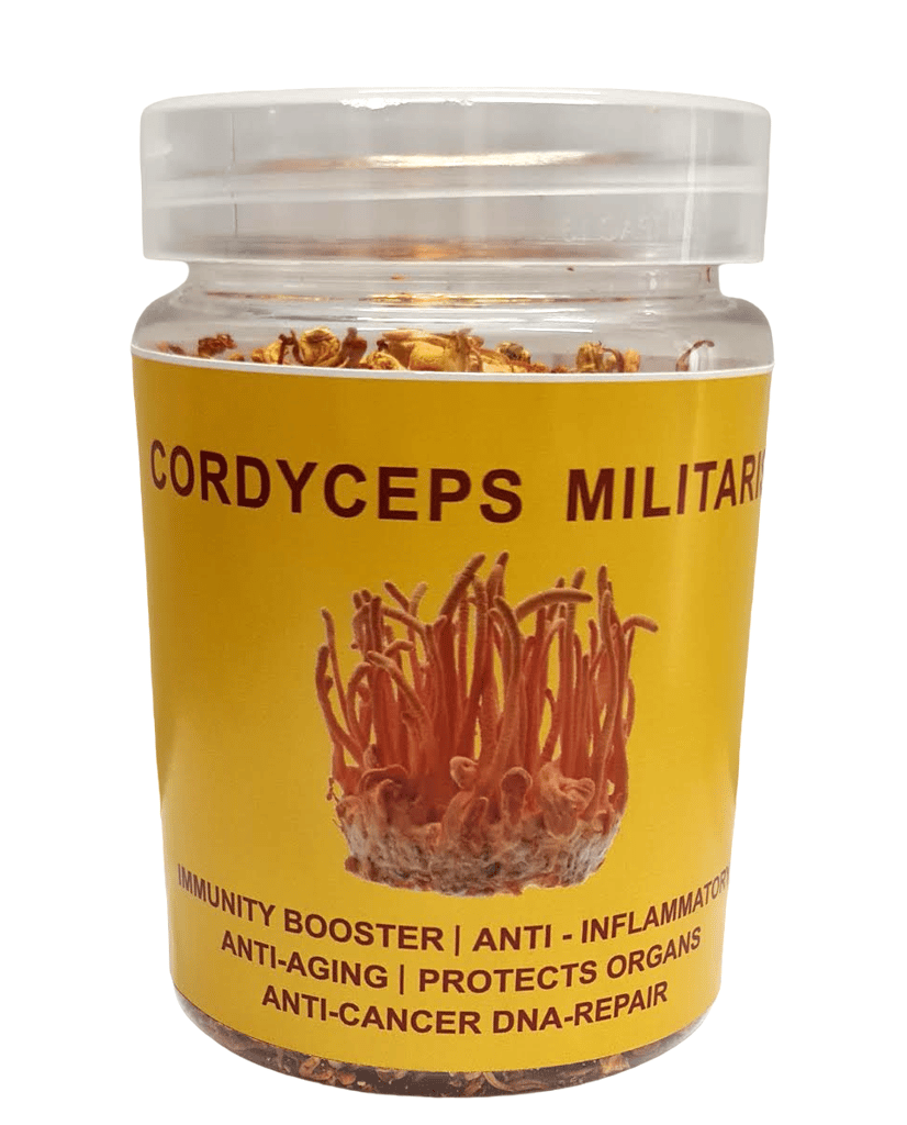 Cordyceps Militaris (Dried Whole body) (pack of 4)