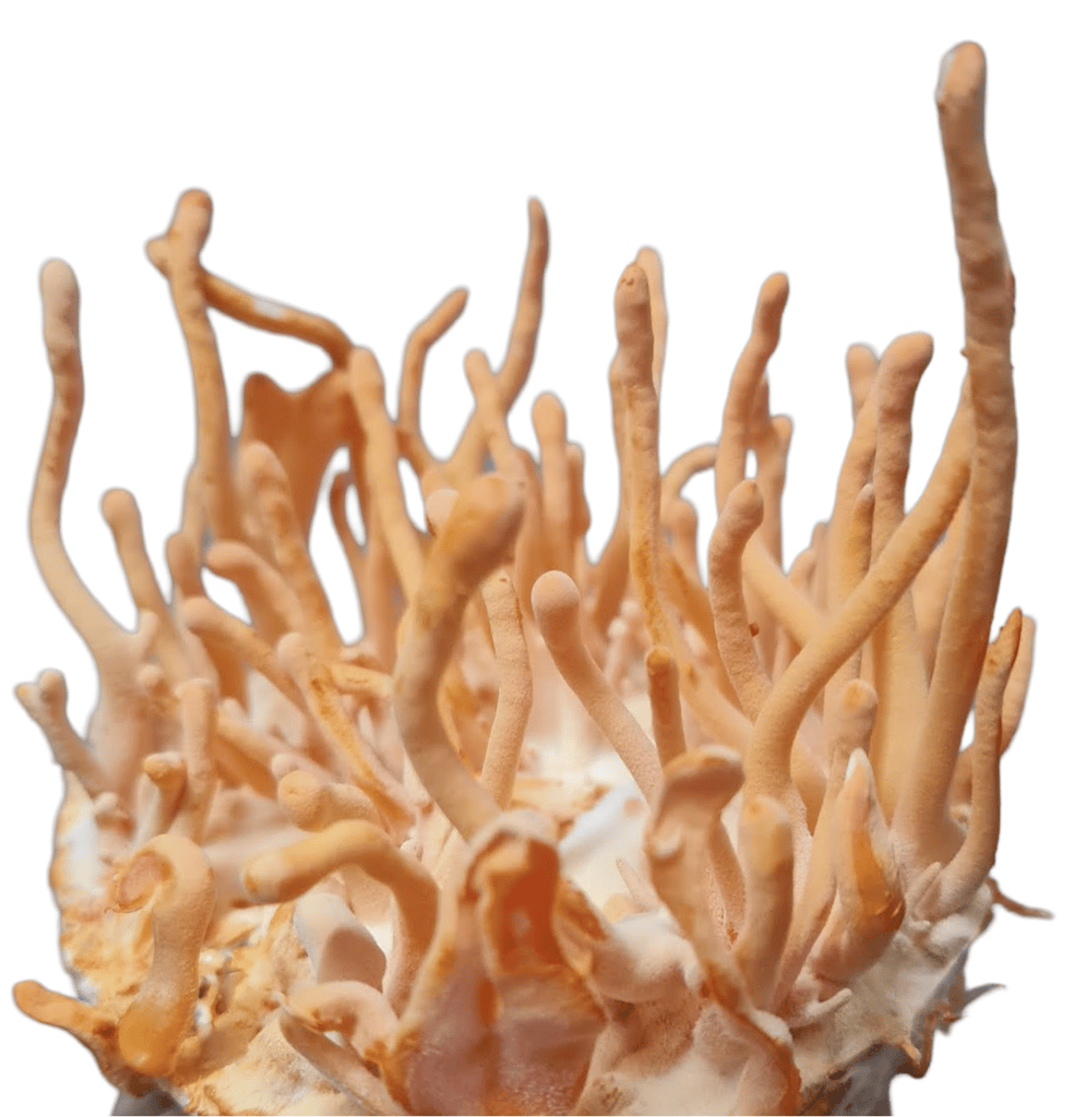 Cordyceps Militaris (Dried Whole body) (pack of 4) view 2