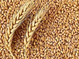 GAHU SHARBATI LOOSE(PER KG) view 2