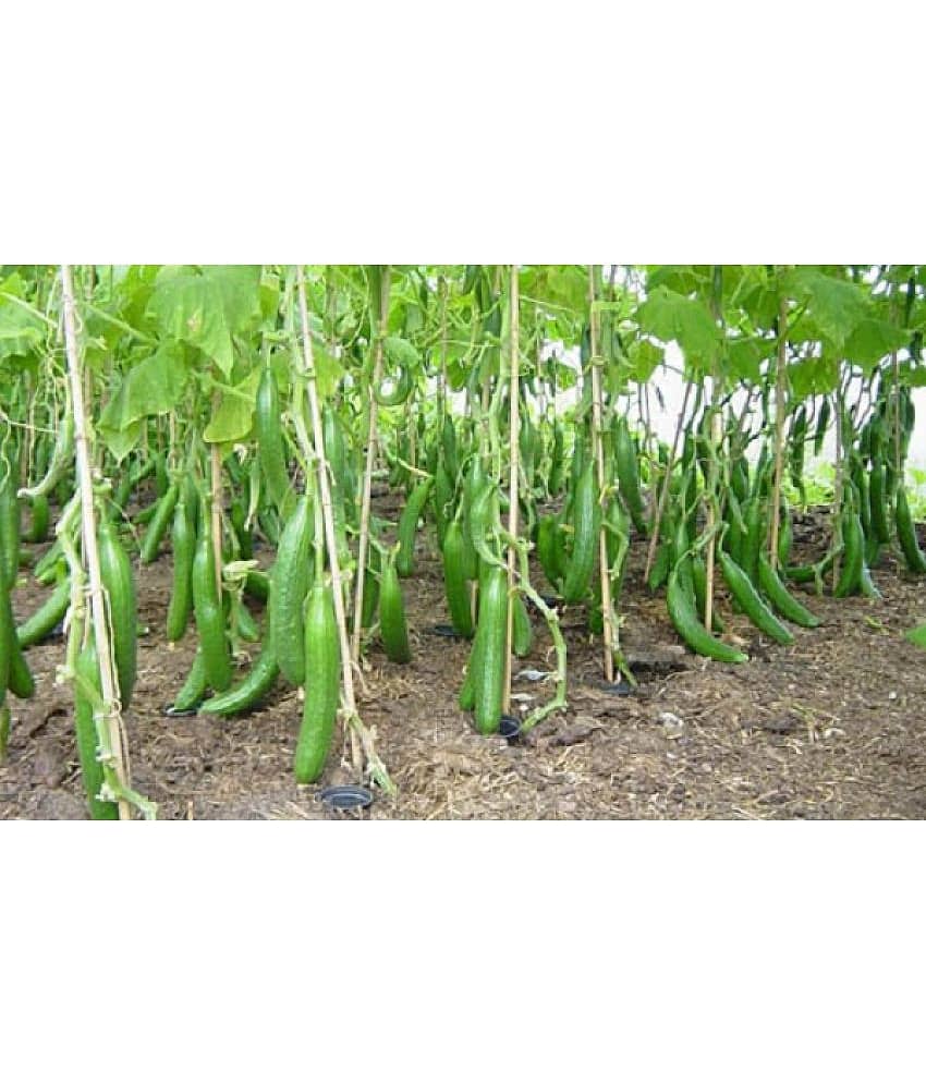 Cucumber Seeds For Home & Kitchen Gardening | Pack of 50 view 2