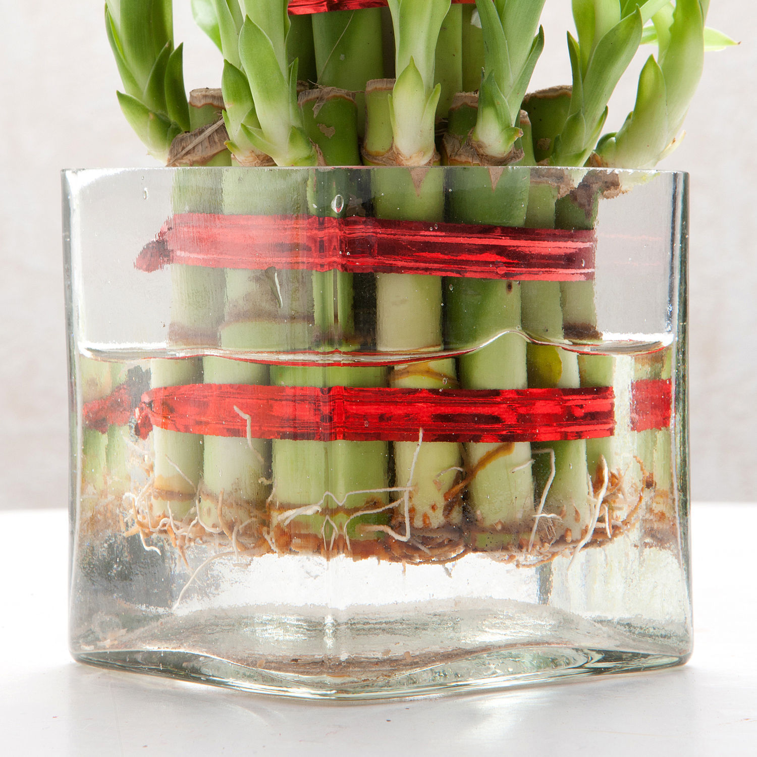 Square Vase 2 Layer Bamboo Plant view 2