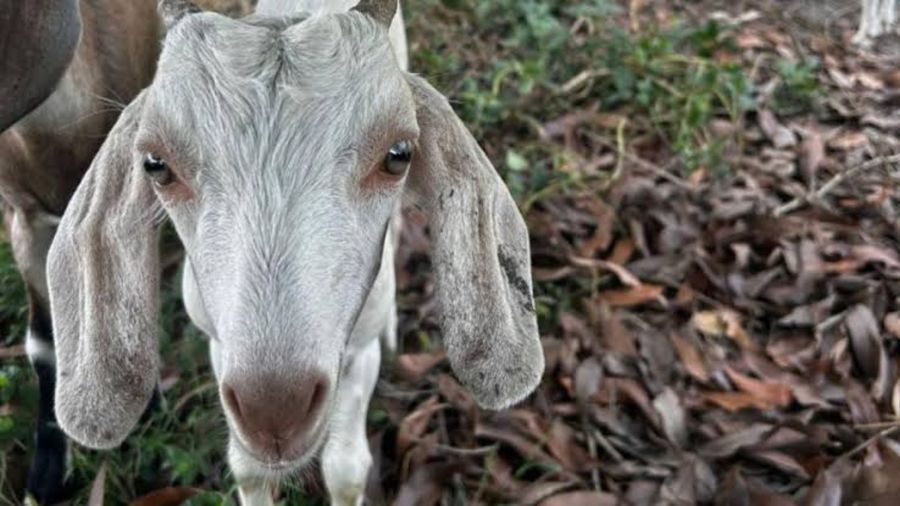Live Goat - 10 kg - One live goat view 2