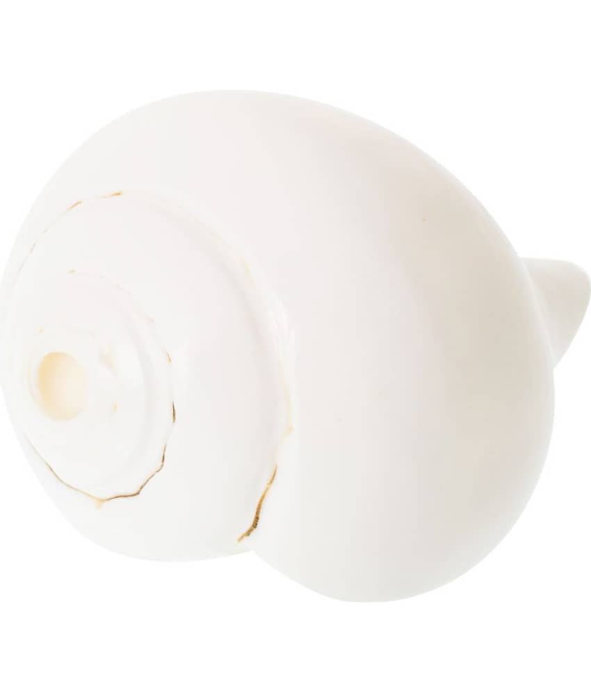 Kesar Zems Stone Left Handed Blowing Shankh (13.5 cm x 9 cm x 7.5 cm, White) view 2