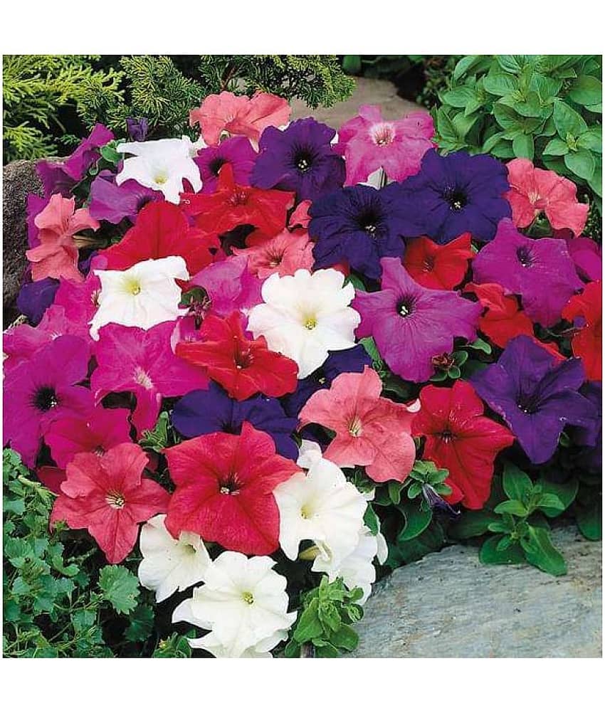 Petunia Flower Best Quality Premium Hyrbrid - 25 - seeds view 2