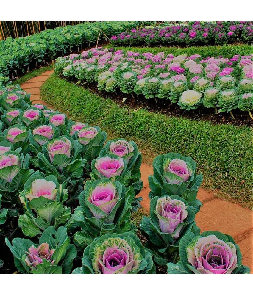 GARDEN ORNAMENTAL CABBAGE KALE FLOWER SEEDS - PACK OF 30 SEEDS view 2
