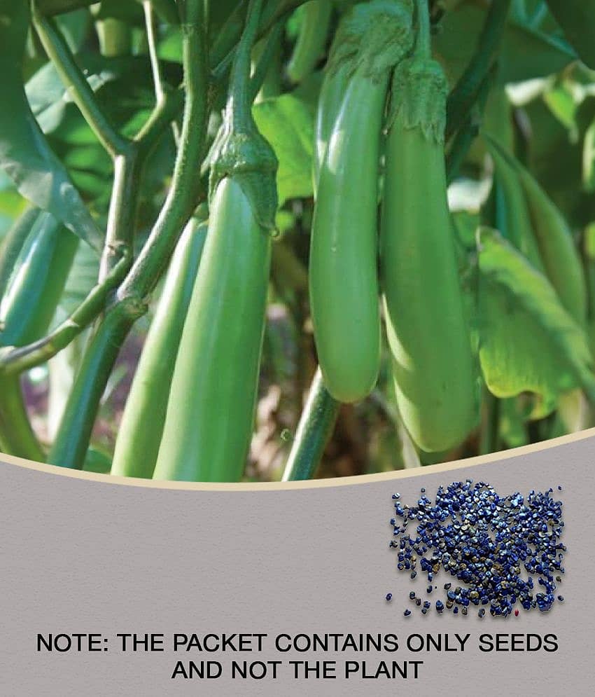 Brinjal Seeds Pusa Green Long , Green Seeds For home Garden view 2