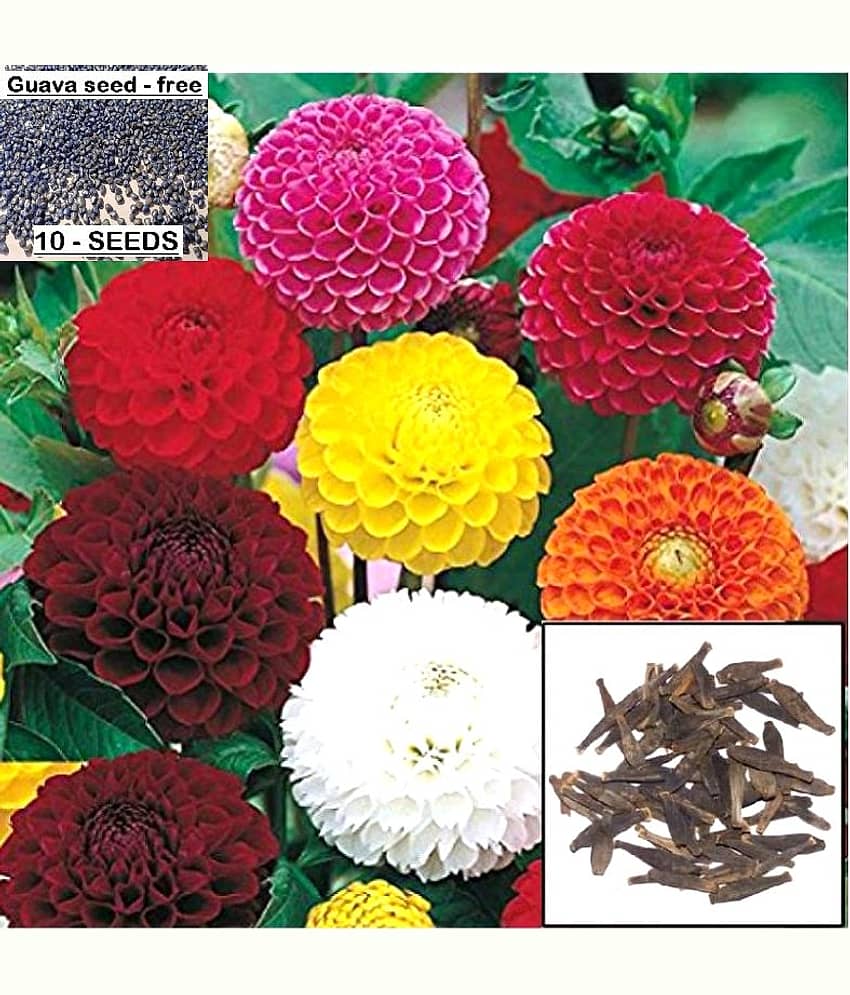 homeagro - Dahlia Flower ( 30 Seeds ) view 2