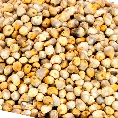 Millnuts - Pearl Millet | Kambu view 2