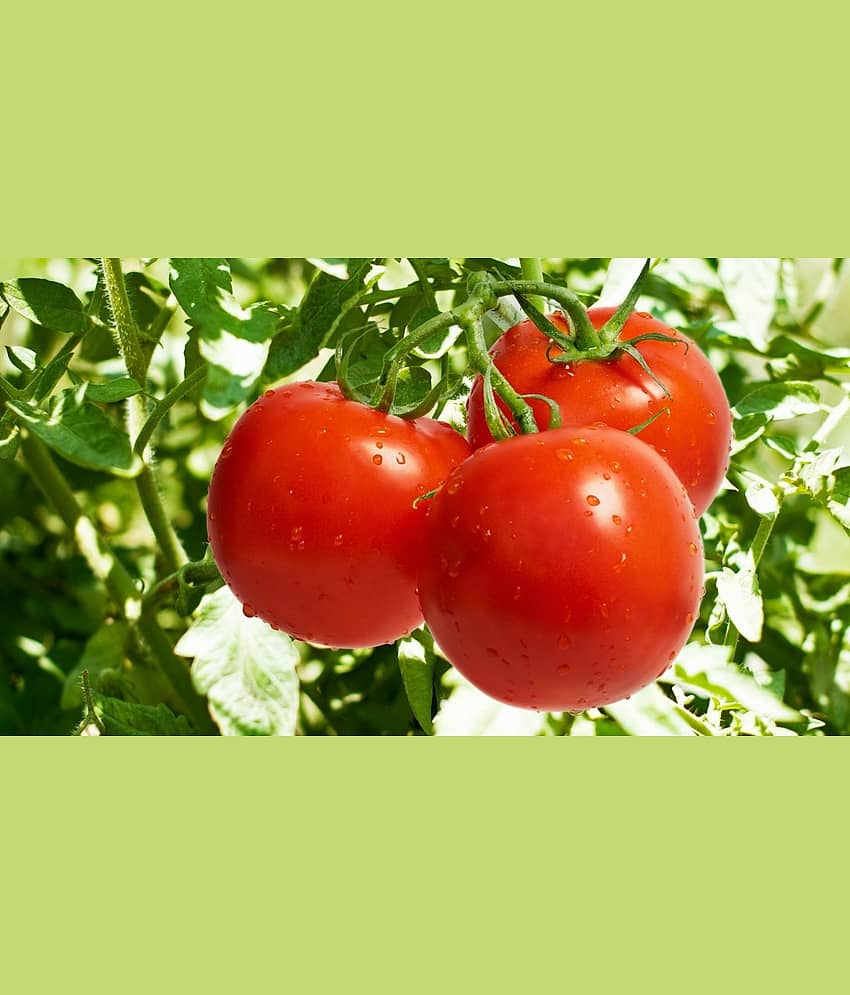 homeagro - Tomato Vegetable ( 100 Seeds )