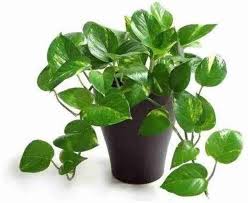Money Plant view 2