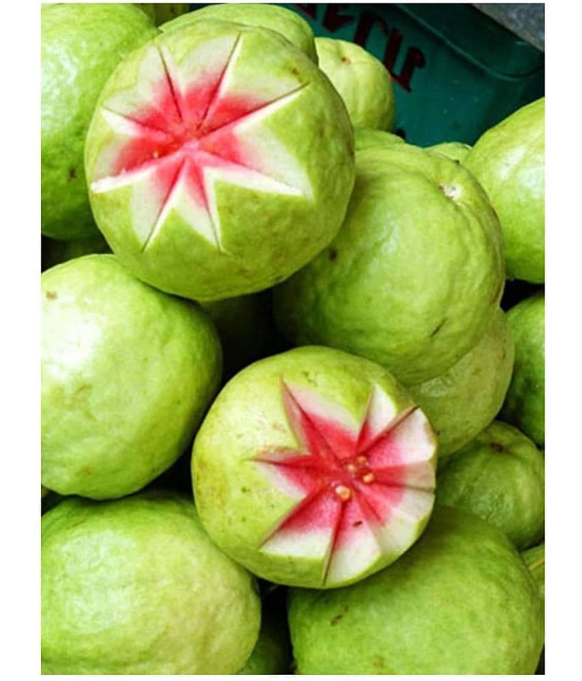 Pack of 100 Seeds - Rare Red Guava Psidium Guajava Guava Fruit Seeds for Growing + Instruction Manual view 2