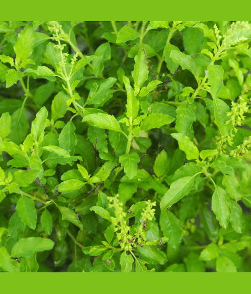 Jignisha Seeds Tulsi (Holy Basil) Herb ( 100 Seeds ) view 2