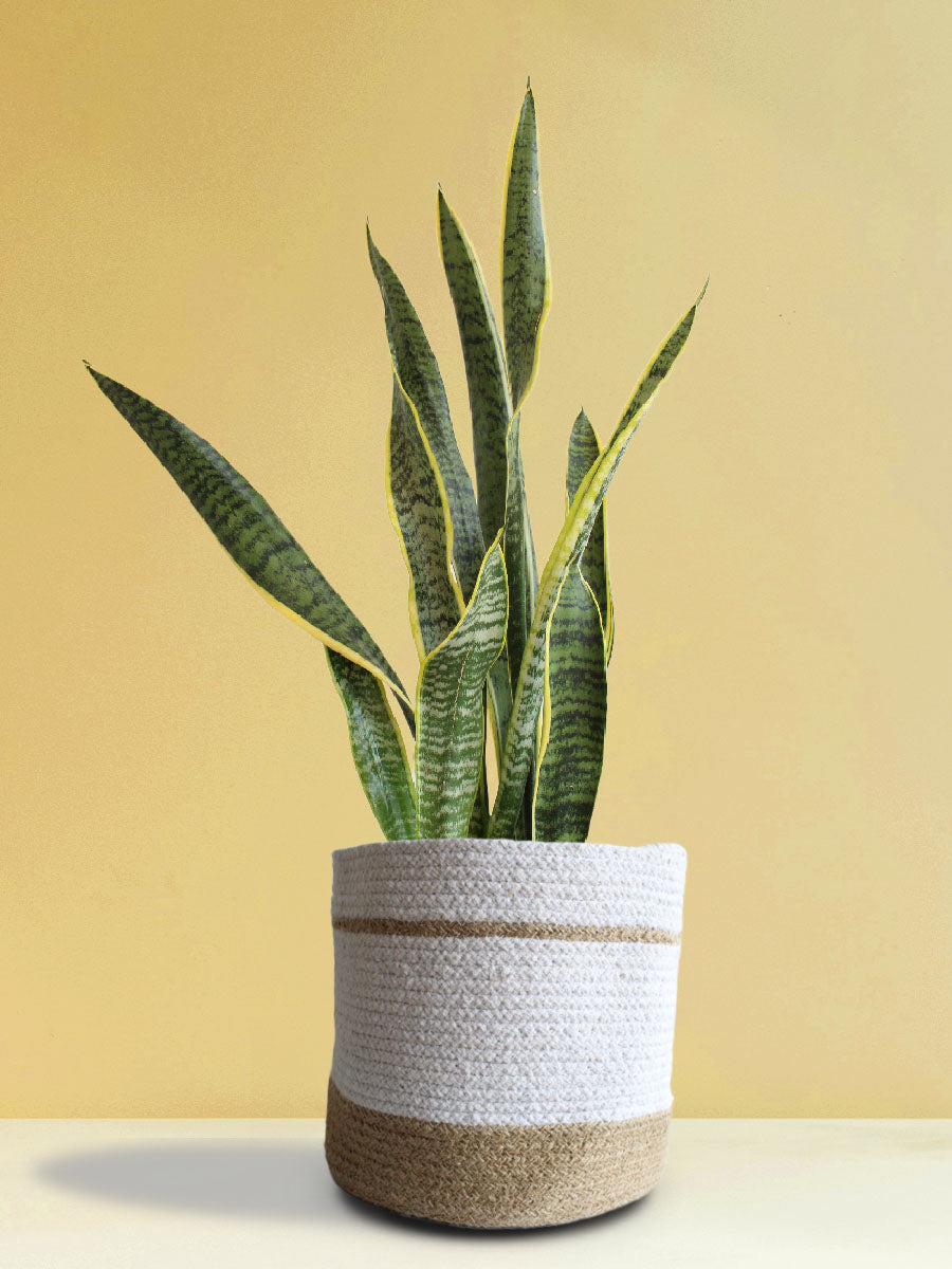 Green Air-Purifying Plants for Bedroom view 2